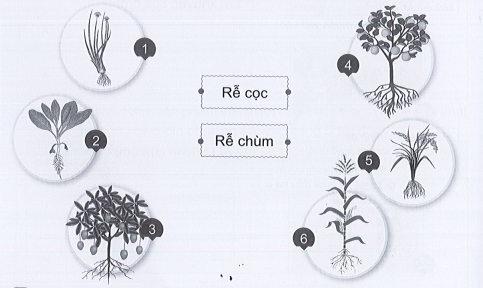 Vở bài tập Tự nhiên và xã hội lớp 3 trang 38, 39, 40, 41, 42 Bài 12: Các bộ phận của thực vật và chức năng của chúng - Cánh diều (ảnh 1)