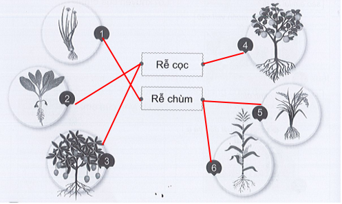 Vở bài tập Tự nhiên và xã hội lớp 3 trang 38, 39, 40, 41, 42 Bài 12: Các bộ phận của thực vật và chức năng của chúng - Cánh diều (ảnh 1)