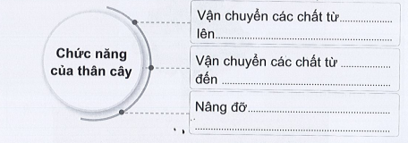 Vở bài tập Tự nhiên và xã hội lớp 3 trang 38, 39, 40, 41, 42 Bài 12: Các bộ phận của thực vật và chức năng của chúng - Cánh diều (ảnh 1)