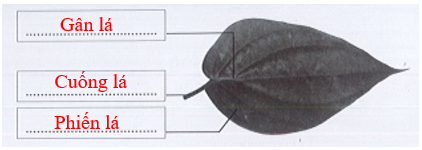 Vở bài tập Tự nhiên và xã hội lớp 3 trang 38, 39, 40, 41, 42 Bài 12: Các bộ phận của thực vật và chức năng của chúng - Cánh diều (ảnh 1)