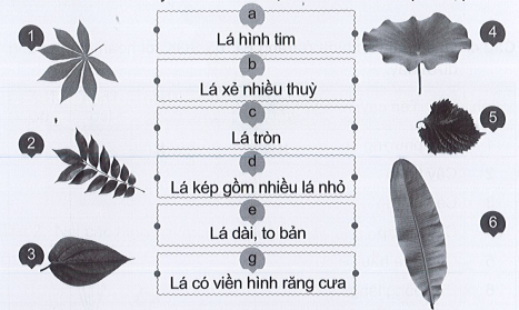 Vở bài tập Tự nhiên và xã hội lớp 3 trang 38, 39, 40, 41, 42 Bài 12: Các bộ phận của thực vật và chức năng của chúng - Cánh diều (ảnh 1)