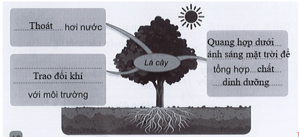 Vở bài tập Tự nhiên và xã hội lớp 3 trang 38, 39, 40, 41, 42 Bài 12: Các bộ phận của thực vật và chức năng của chúng - Cánh diều (ảnh 1)