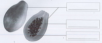 Vở bài tập Tự nhiên và xã hội lớp 3 trang 38, 39, 40, 41, 42 Bài 12: Các bộ phận của thực vật và chức năng của chúng - Cánh diều (ảnh 1)