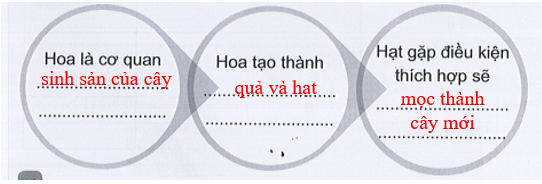 Vở bài tập Tự nhiên và xã hội lớp 3 trang 38, 39, 40, 41, 42 Bài 12: Các bộ phận của thực vật và chức năng của chúng - Cánh diều (ảnh 1)
