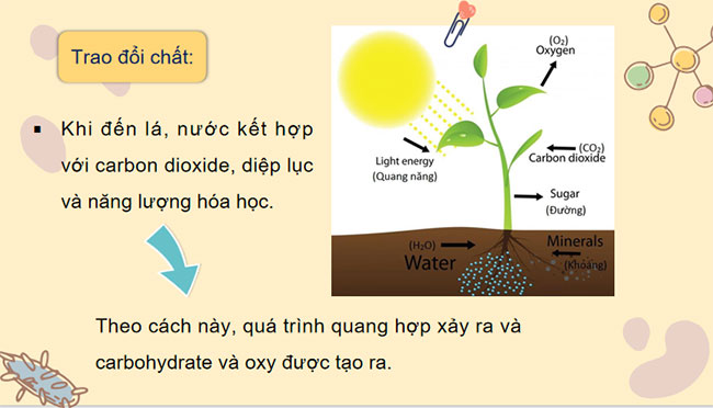 PowerPoint KHTN 7 Bài 21