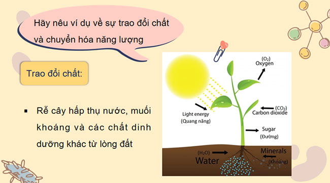 PowerPoint KHTN 7 Bài 21