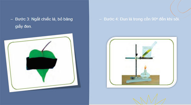 Giáo án Khoa học tự nhiên 7 Bài 24