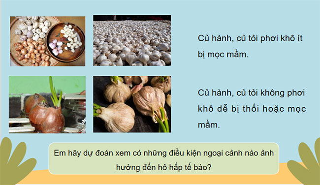 PowerPoint KHTN 7 Bài 26 Kết nối tri thức