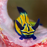 Giáo án Khoa học tự nhiên 7 Bài 32: Thực hành Chứng minh thân vận chuyển nước và lá thoát hơi nước