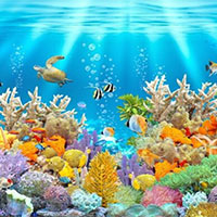 Giáo án Khoa học tự nhiên 7 Bài 33: Cảm ứng ở sinh vật và tập tính ở động vật