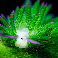 Giáo án Khoa học tự nhiên 7 Bài 34: Vận dụng hiện tượng cảm ứng ở sinh vật vào thực tiễn