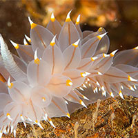 Giáo án Khoa học tự nhiên 7 Bài 35: Thực hành Cảm ứng ở sinh vật