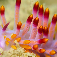 Giáo án Khoa học tự nhiên 7 Bài 36: Khái quát về sinh trưởng và phát triển ở sinh vật