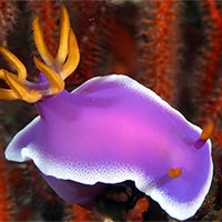 Giáo án Khoa học tự nhiên 7 Bài 37: Ứng dụng sinh trưởng và phát triển ở sinh vật vào thực tiễn