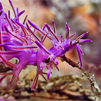 Giáo án Khoa học tự nhiên 7 Bài 38: Thực hành Quan sát mô tả sự sinh trưởng và phát triển ở một số sinh vật