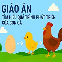Giáo án: Tìm hiểu quá trình phát triển của con gà