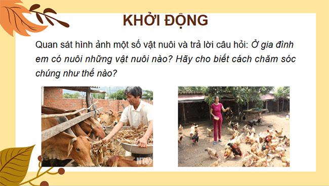 Nuôi dưỡng và chăm sóc vật nuôi