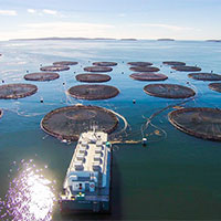 Giáo án Công nghệ 7 Bài 15: Nuôi cá ao