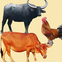 Giáo án Công nghệ 7 Bài 11: Phòng và trị bệnh cho vật nuôi