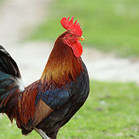 Giáo án Công nghệ 7 Bài 12: Chăn nuôi gà thịt trong nông hộ