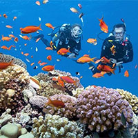 Giáo án Công nghệ 12 Bài 18: Kĩ thuật nuôi một số loài thuỷ sản phổ biến