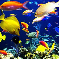 Giáo án Công nghệ 12 Bài 20: Ứng dụng công nghệ cao trong nuôi trồng thuỷ sản