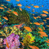 Giáo án Công nghệ 12 Bài 21: Bảo quản và chế biến thuỷ sản