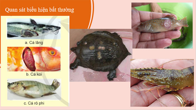 PowerPoint Công nghệ 12 Bài 22