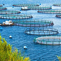 Giáo án Công nghệ 12 Bài 24: Bảo vệ nguồn lợi thuỷ sản