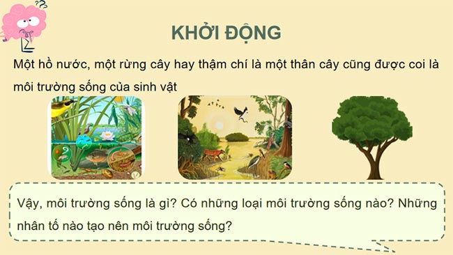 Môi trường và các nhân tố sinh thái