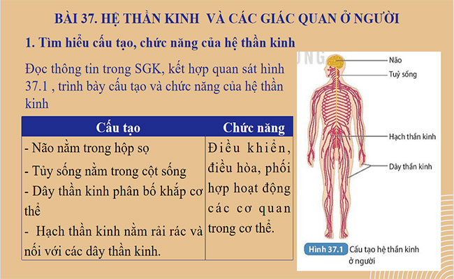 PowerPoint KHTN 8 Bài 37