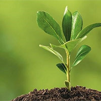 Giáo án Khoa học 5 Bài 14: Sự lớn lên và phát triển của thực vật