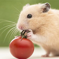 Giáo án Khoa học 5 Bài 17: Ôn tập chủ đề Thực vật và động vật