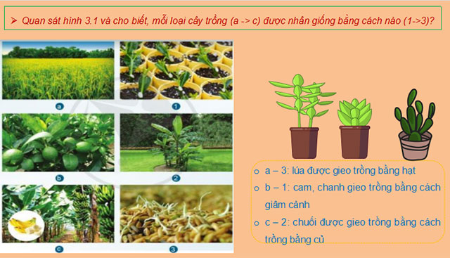Nhân giống cây trồng
