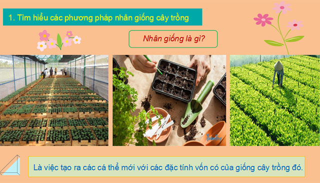 Nhân giống cây trồng