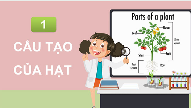 PowerPoint Khoa học 5 Sự lớn lên và phát triển của thực vật