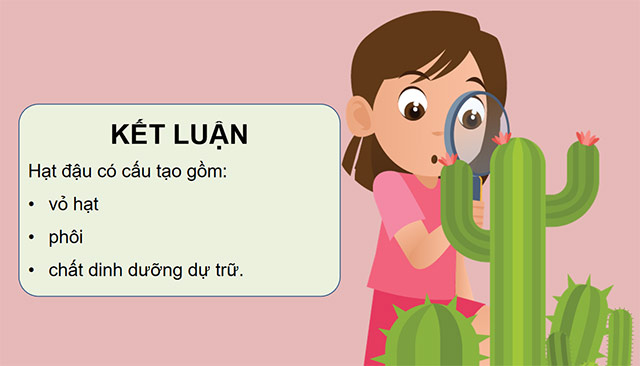 PowerPoint Khoa học 5 Sự lớn lên và phát triển của thực vật