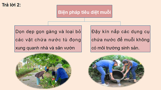 PowerPoint Khoa học 5 Ôn tập chủ đề Thực vật và động vật
