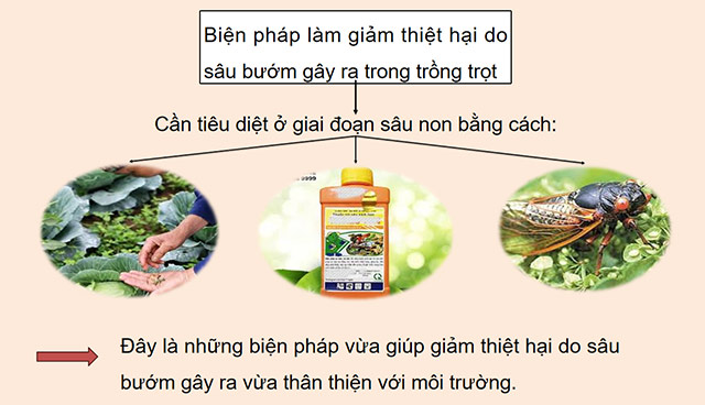 PowerPoint Khoa học 5 Ôn tập chủ đề Thực vật và động vật