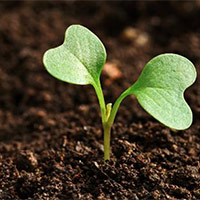 Giáo án Khoa học 5 Bài 1: Đất và bảo vệ môi trường đất