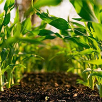 Giáo án Khoa học 5 Bài 1: Thành phần và vai trò của đất