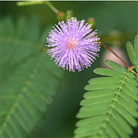 Giáo án Khoa học 5 Bài 13: Sự sinh sản của thực vật có hoa