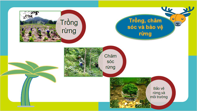 Trồng chăm sóc và bảo vệ rừng