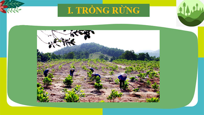 Trồng chăm sóc và bảo vệ rừng