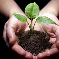 Giáo án Công nghệ 7 Bài 4: Thu hoạch sản phẩm trồng trọt