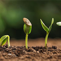 Giáo án Công nghệ 7 Bài 8: Trồng chăm sóc và bảo vệ rừng