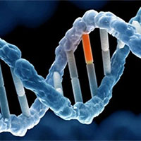 Giáo án Sinh học 12 Bài 4: Đột biến gene