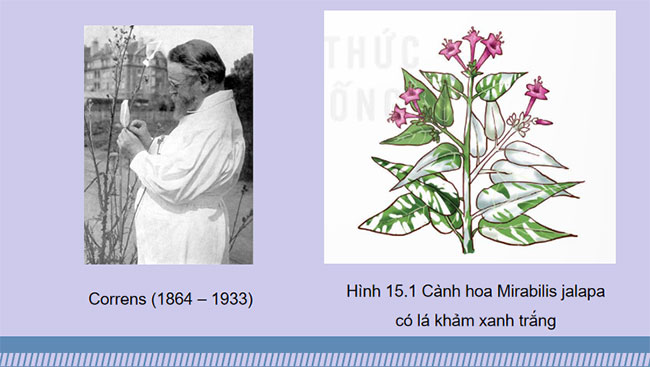 Cấu trúc và chức năng của nhiễm sắc thể