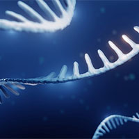 Giáo án Sinh học 12 Bài 10: Di truyền giới tính và di truyền liên kết với giới tính