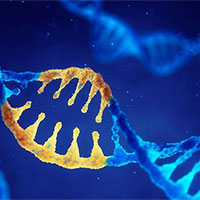 Giáo án Sinh học 12 Bài 16: Tương tác giữa kiểu gene với môi trường và thành tựu chọn giống